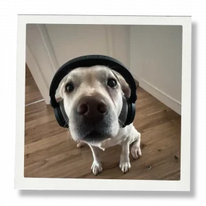 Søskendesign, Webdesign aus Ingelheim am Rhein, Labrador Maggie Haßler mit Kopfhörern von Beyer Dynamic auf dem Kopf